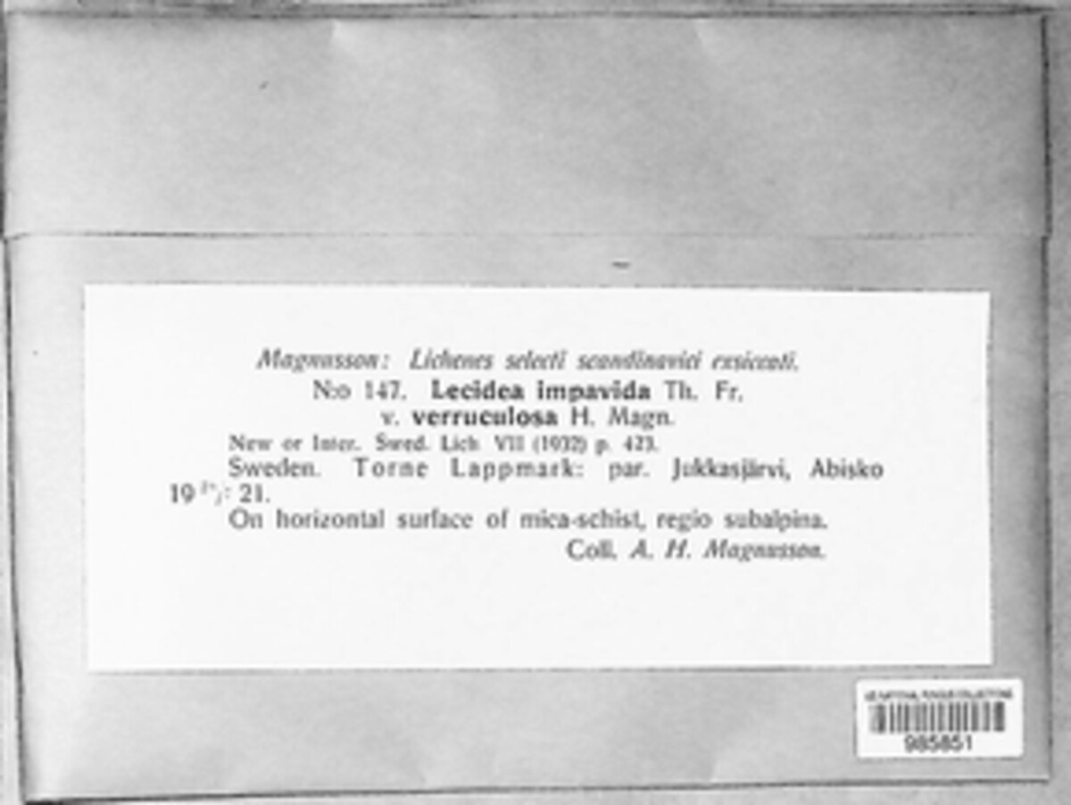 Lecidea impavida image